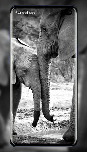 Elephant Wallpaper 2 تصوير الشاشة