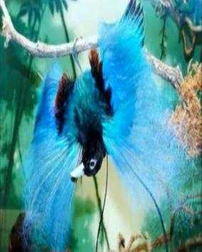Beautiful Birds Wallpapers स्क्रीनशॉट 2