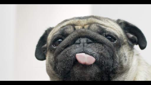 Licking Dog Screen screenshot 1