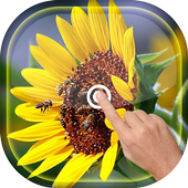 Magic Touch - Sunflower LWP icon