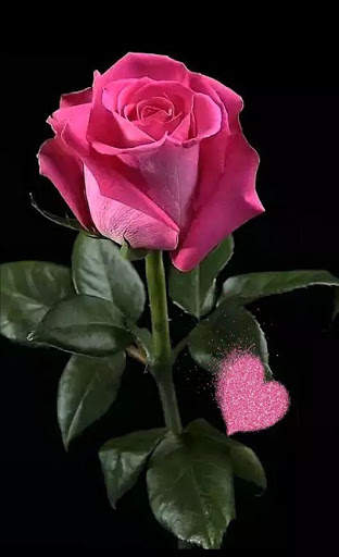 Flowers HD Wallpapers, Colorful live Roses 4K screenshot 5