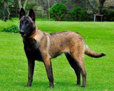 Belgian Malinois New Wallpapers Themes screenshot 4