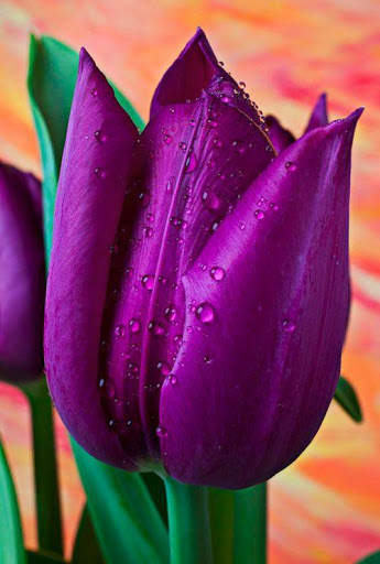 Flower Tulip HD screenshot 7