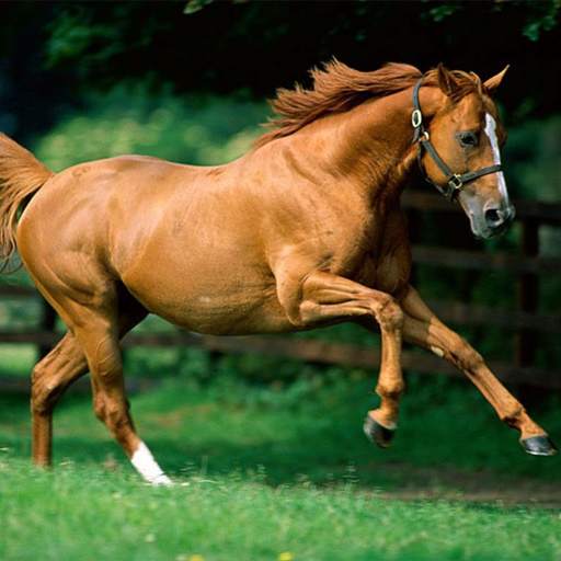 Horses Free Live Wallpaper HD 1.9