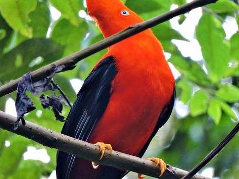 Birds Jigsaw Puzzle World screenshot 2
