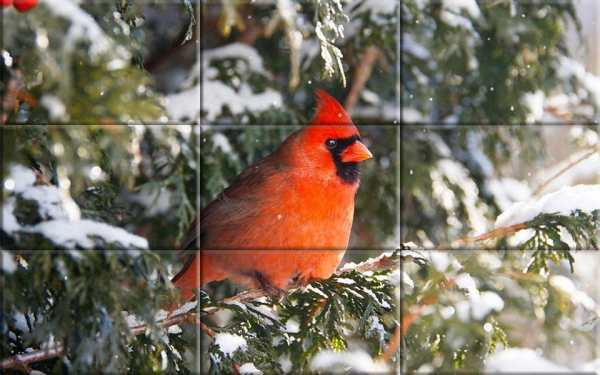 Puzzle - Birds स्क्रीनशॉट 7