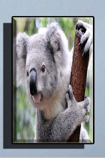 Cute Koala Wallpaper screenshot 3