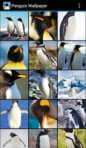 Penguin Wallpaper screenshot 1