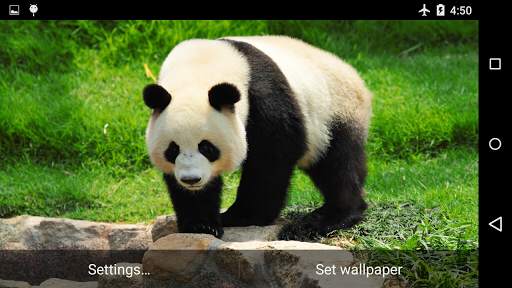 Giant Panda Live Wallpaper screenshot 2