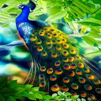 Peacock Beauty Live Wallpaper logo