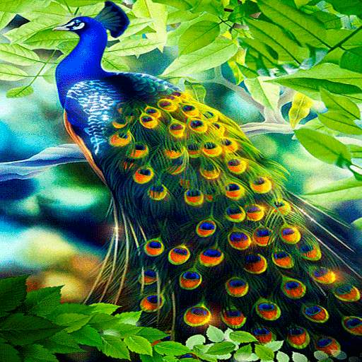 Peacock Beauty Live Wallpaper 3
