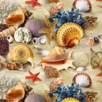 Seashell Wallpapers on 9Apps