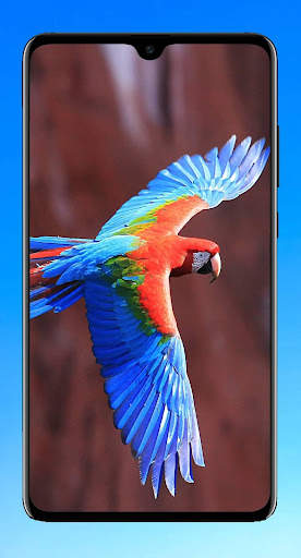 Bird Wallpaper HD screenshot 2