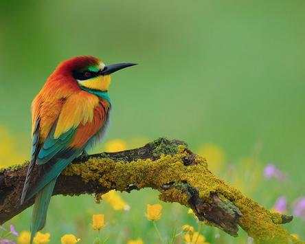 Birds Jigsaw Games Puzzle screenshot 4