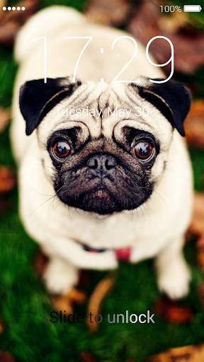 Pug Lock Screen screenshot 4