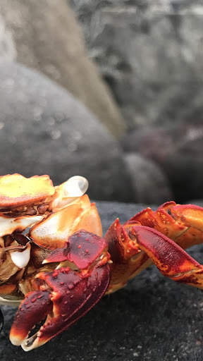 Crab Wallpapers screenshot 2
