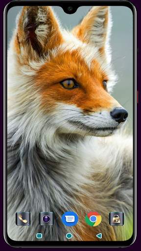 Fox Wallpaper 4K Latest screenshot 5