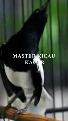 Suara Burung Kacer Juara screenshot 3
