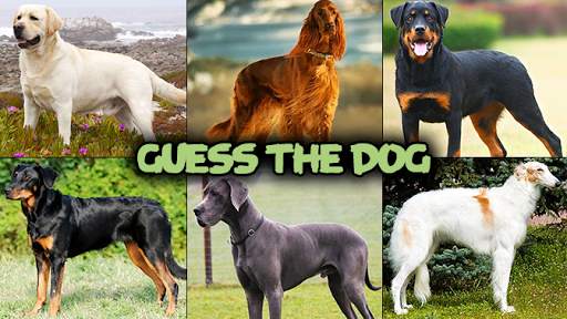 Dog quiz game screenshot 4