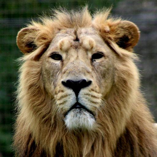Lions wallpapers icon
