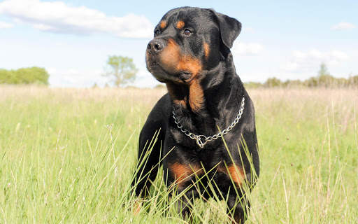 Rottweiler Wallpaper: Dog Wallpapers screenshot 16