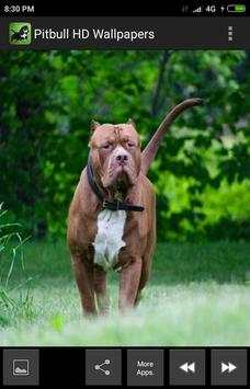 Pitbull HD Wallpapers 2019 screenshot 7
