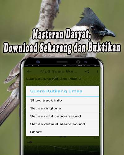 Suara Burung Kutilang Offline 6 تصوير الشاشة