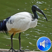 Ibis Bird Sounds Ringtones icon