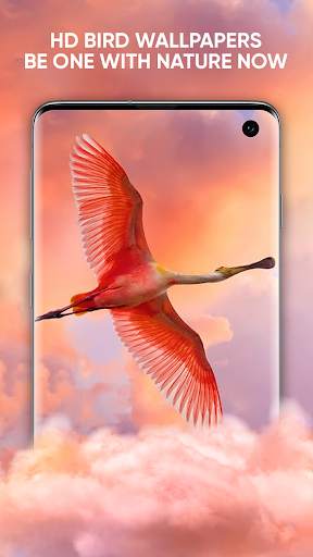 Bird Sounds: Free Bird Ringtones, Calls, Songs Mp3 screenshot 6