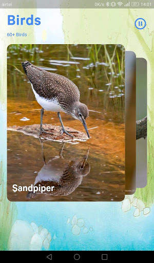 Bird Sounds screenshot 8