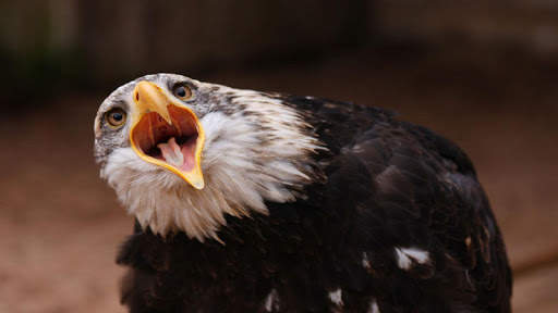 🦅 Eagle Wallpapers – Bird Wallpaper screenshot 9