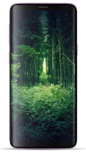 Forest Wallpaper HD screenshot 14
