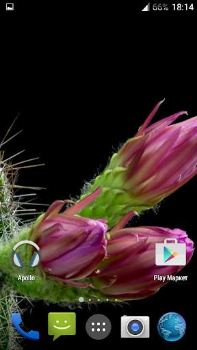 Cactus. Video Wallpaper screenshot 3