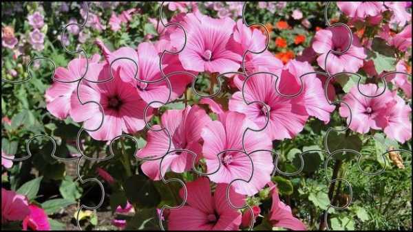 Garden Jigsaw Puzzles Game screenshot 3