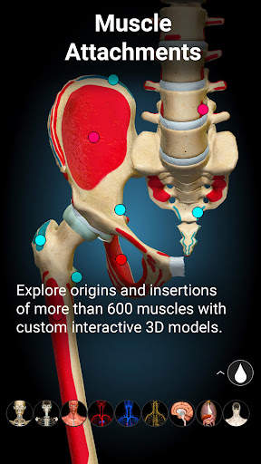 Anatomy Learning - 3D Atlas screenshot 4