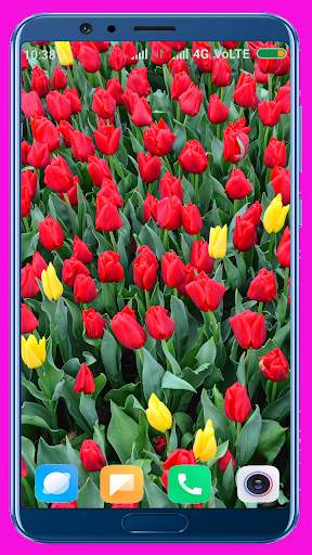 Tulips Flower Wallpaper Best 4K screenshot 15