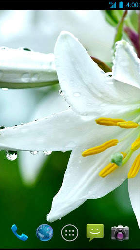 Lily Wallpapers screenshot 5