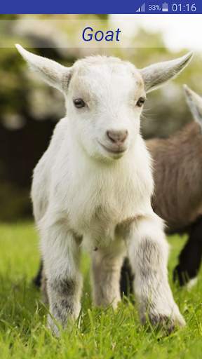 Baby Animal Sounds screenshot 10
