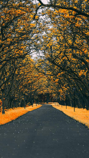 HD Road Wallpaper screenshot 4