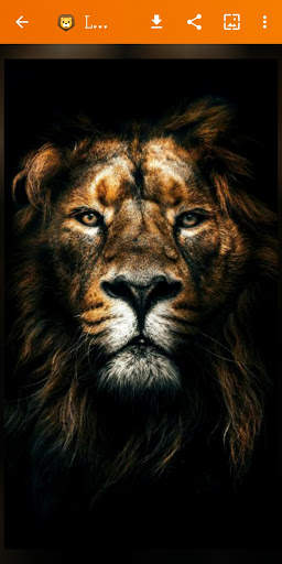 🦁 Lion Wallpaper : Wild King Backgrounds screenshot 6