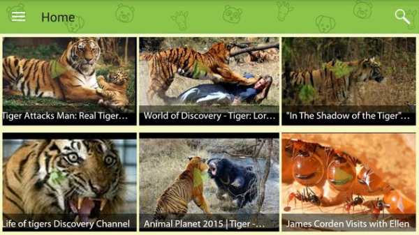 Animal Videos screenshot 1