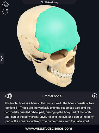 My Skull Anatomy screenshot 13