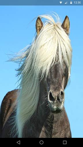 Horses Live Wallpaper screenshot 3