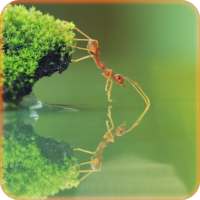 Ant Wallpaper icon