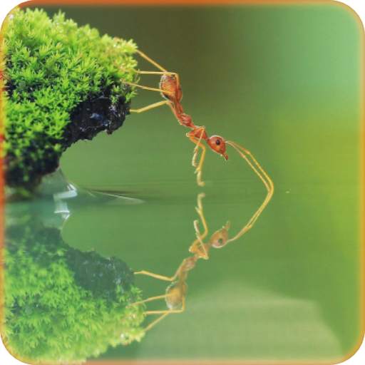Ant Wallpaper Ant Wallpaper v1.1