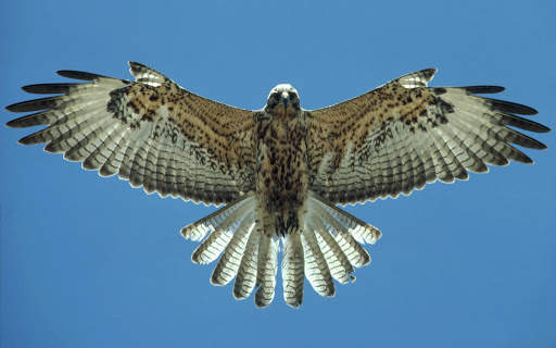 Falcon Wallpaper - Bird Wallpaper screenshot 5