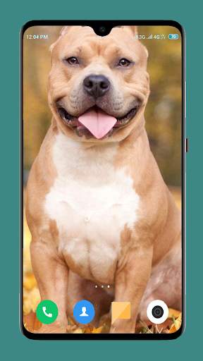Pitbull Dog Wallpaper 4K screenshot 10