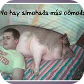 Fotos Memes 2017 1.1