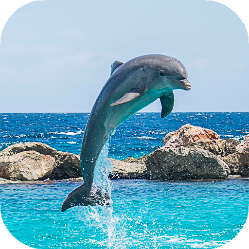 Dolphin Wallpapers HD (sfondi e temi) icon