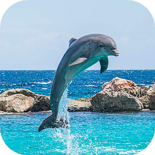 Dolphin Wallpapers HD (backgrounds & themes) 16.0